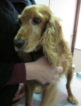 Korreltje, spaniel, heeft last van rugklachten. Hij krijgt acupunctuur met veel succes.